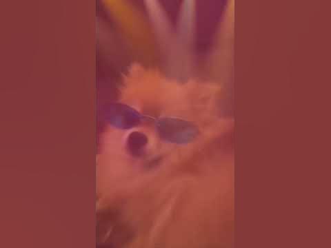 мохнатая собака #мем #собака #шпиц #бит - YouTube
