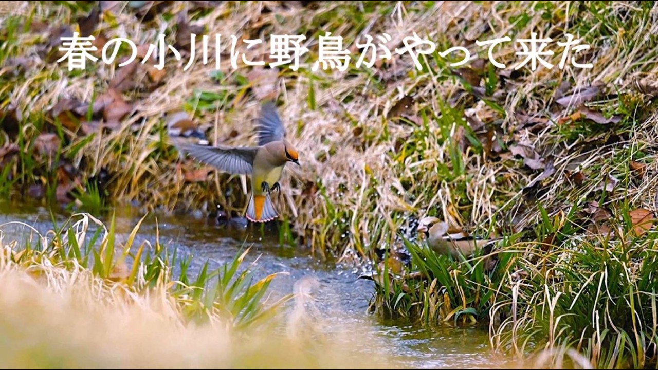 春の小川に野鳥がやって来た