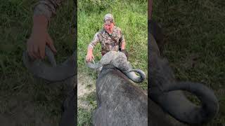 Big Cape Buffalo Down Cape Buffalo Hunting South Africa #cabelas @CabelasHunting @allanschenksafaris