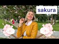 Sakura in Kyiv Kyoto park Hanami Japan and Ukraine Sakura blossom Kioto park Sakura trees in Ukraine