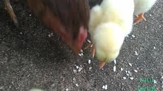 Daripada Lihat Bokep