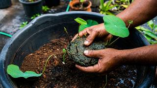 How to Planting & Repotting Lotus: A Step-by-Step Guide