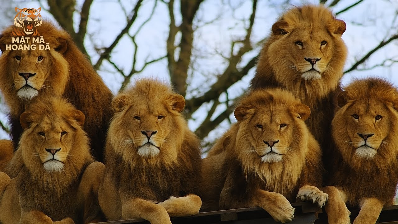 LIÊN MINH SƯ TỬ MAPOGO! Liên Minh Bất Khả Chiến Bại Nhất Thảo Nguyên Malamala | MMHD