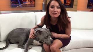 Jenny Milkowski: PAWS Dog Clarissa