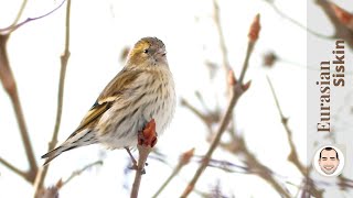 Female Eurasian Siskin Carduelis Spinus