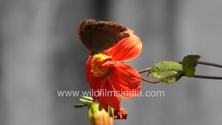 Stunning Macro Shot of Common Five-Ring Butterfly in Jabbarkhet screenshot 4
