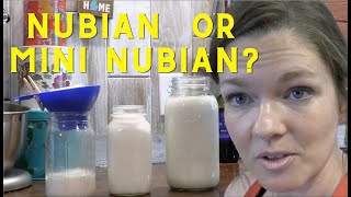 Milking a Nubian vs Mini Nubian