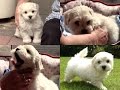 CUTE MALTIPOO PUPPY 8 WEEKS OLD (MY FIRST DAYS HOME)