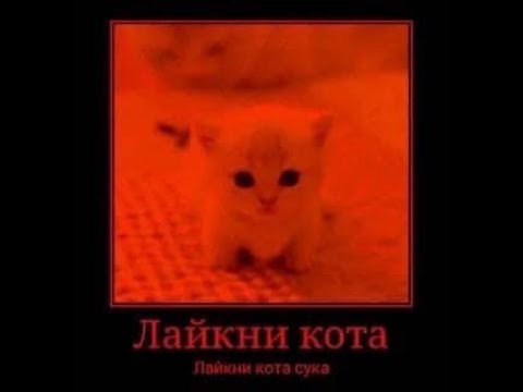 лайкни кота мем. лайкни кота. кот белый поднял руки мем. кот ставит лайк. лайкни кота.