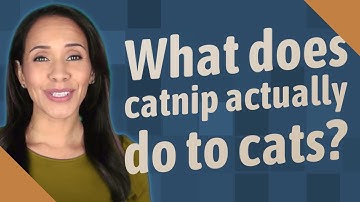 What does catnip actually do to cats?
