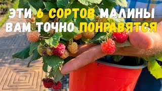 Лучшие ремонтантные сорта малины для Подмосковья. Как выбрать саженцы малины.