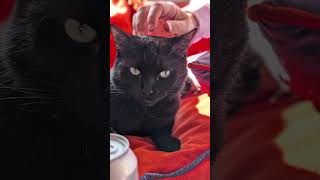 Podcasts &amp; Cats!!