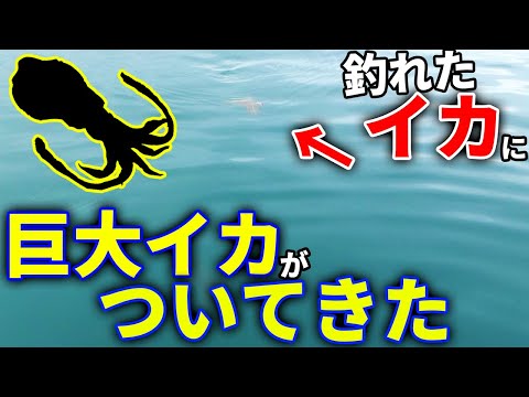 釣ったイカの後ろに更なる怪物が・・・