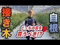 【トマト・ナス】接き木？自根？正しい苗の選び方！買う前に見て！！