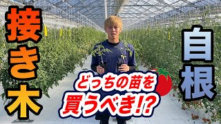 【トマト・ナス】接き木？自根？正しい苗の選び方！買う前に見て！！