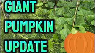 Giant Pumpkin Update July 2, 2024