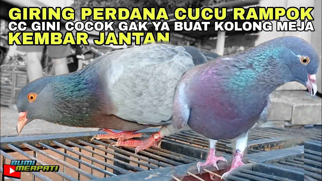ORIGINAL‼️HASIL TERNAK MERPATI INDUKAN YANG BELI KE PAK HAJI RONI NEW ...
