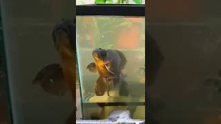 Sick Black Fish Transforms Into The Most Beautiful Goldfish l The Dodo
