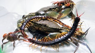 Giant Crab Scorpion Centipede