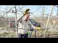 Apple Orchard Secrets: Maximize Bins Per Acre! #shorts