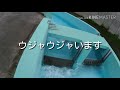 【釣り】テンカラ大魔王の夏休み岩手編～二日目早くもサケの遡上を確認！