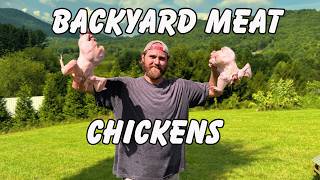 Raising Meat Chickens at Home | Backyard Homestead
