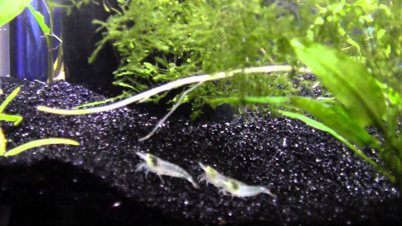 new snowball shrimp tank with black sand YouTube