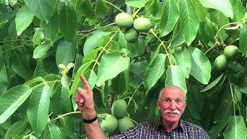 How Walnuts Grow