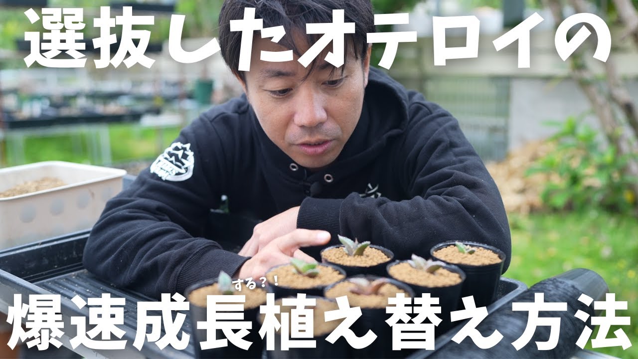 選抜したオテロイ実生を植え替え】植え替え方法も伝授。 - YouTube