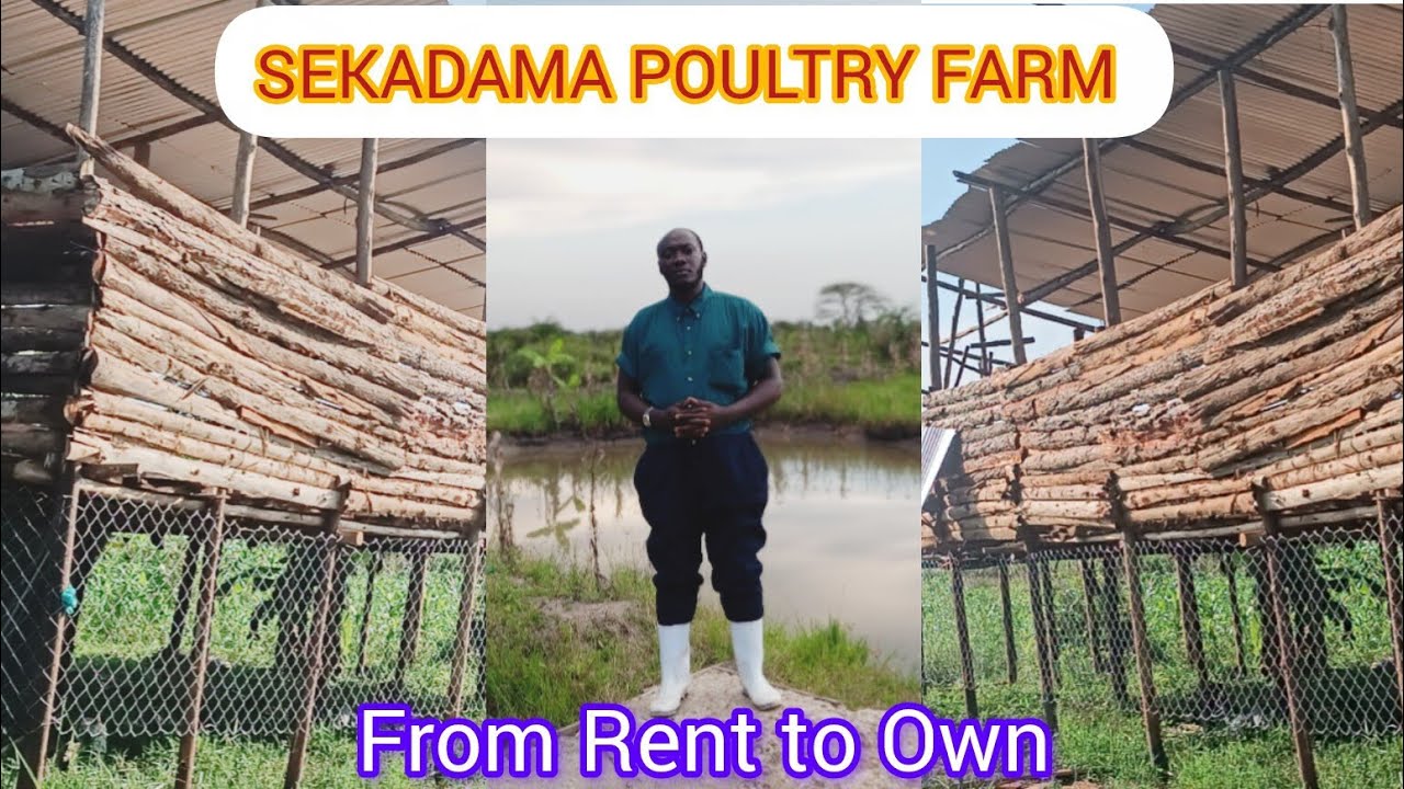 Setting up a new Poultry farm:A new farm's Journey.(Cheap and Easy)