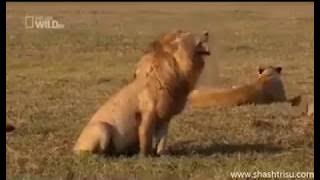 Ini Dia Suara Singa Tertawa