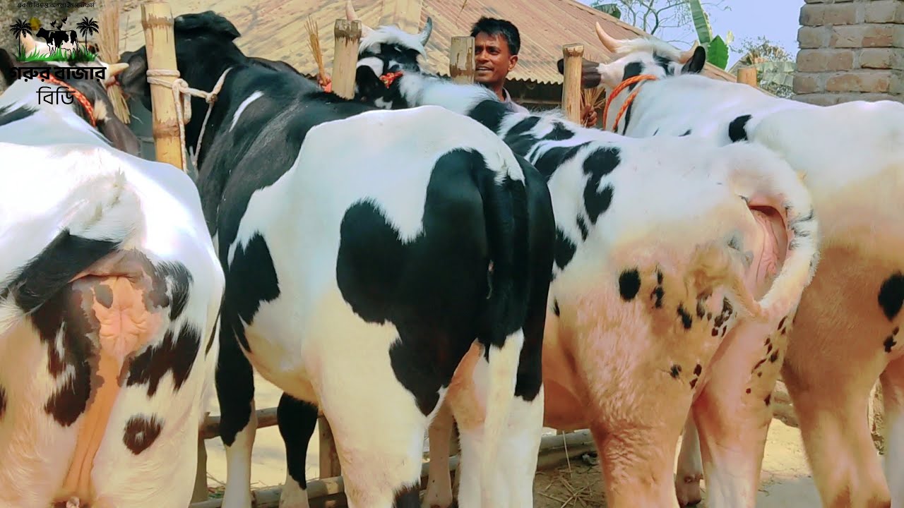 প্রেগন্যান্ট গরুর মেলা🔥সুপার কোয়ালিটির প্রেগন্যান্ট গরু ক্রয় করুন সীমিত মূল্যে হামিম ডেইরি ফার্মে 