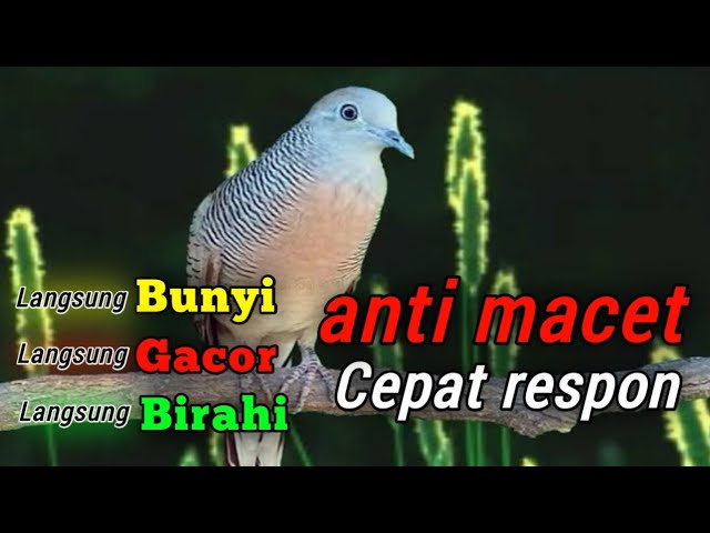 Perkutut lokal gacor suara besar - BIANG GACOR class=