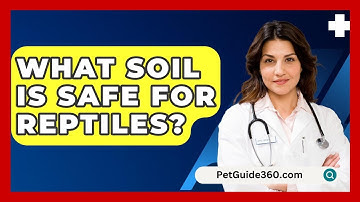 What Soil Is Safe For Reptiles? - PetGuide360.com