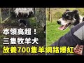 本領高超！三隻牧羊犬放養700隻羊網路爆紅 - 可愛動物 - 國際新聞