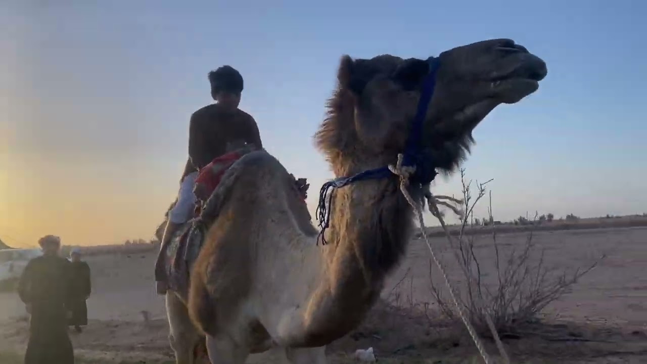 كشتة يم المزرعه وطلوع على الرحول عند الإبل 