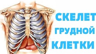 Скелет грудной клетки / Скелет грудної клітки