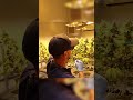 Touring an Indoor Medical Cannabis Facility in South Africa - Uncle Rooney's