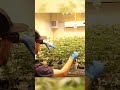 Touring an Indoor Medical Cannabis Facility in South Africa - Uncle Rooney's