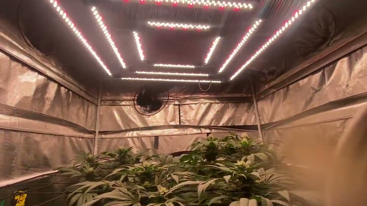 Difference in a 60 day veg & a 100 day veg! 