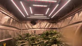 Difference in a 60 day veg & a 100 day veg! @gorillagrowtent @primesuperiorgrow