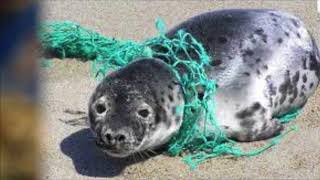 PSA: The Great Pacific Garbage Patch