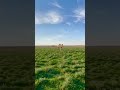 شيلة مع الناقه جميل المنظر