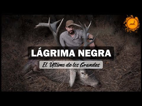 🔥La Leyenda de 𝗟𝗔𝗚𝗥𝗜𝗠𝗔 𝗡𝗘𝗚𝗥𝗔 - Berrea en la Sierra de la Culebra