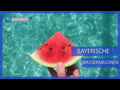 Growing Watermelons in Lower Franconia