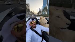white lion in Lamborghini #whitelions