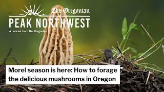 Morel season is here: How to forage the delicious mushrooms in Oregon
