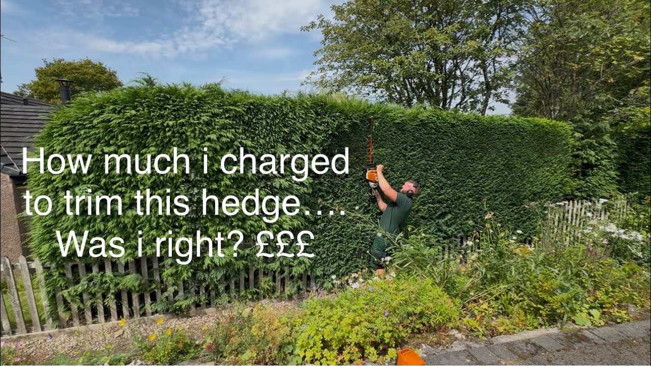Trimming a conifer hedge along with how much i charged….£££? - YouTube