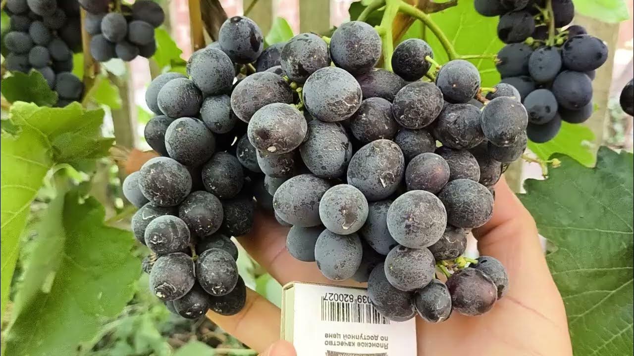 МУСКАТ ИЗЮМСКИЙ виноград селекции Щенникова О.Н. раннего срока ...