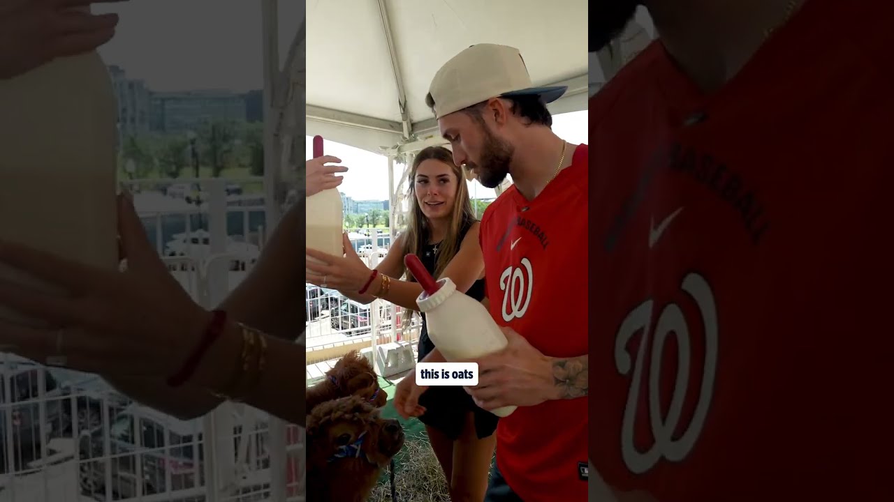 MLB Players Feed Baby Highland Cows